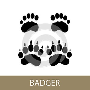 Trace of forest animal European badger