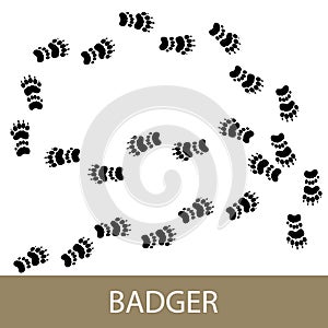 Trace of forest animal European badger