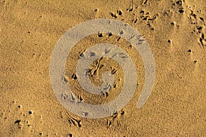 A trace of a sea snake against a background of yellow sand. Summer, vacation, travel.