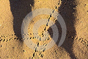 A trace of a sea snake against a background of yellow sand. Summer, vacation, travel.