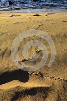 A trace of a sea snake against a background of yellow sand. Summer, vacation, travel.