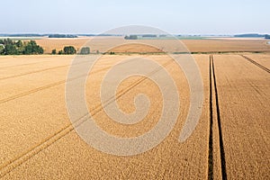 Trace of the track from a tractor in the wheat field, tracks running off through a golden corn field