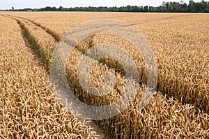 Trace of the track from a tractor in the wheat field, tracks running off through a golden corn field