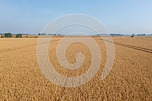 Trace of the track from a tractor in the wheat field, tracks running off through a golden corn field