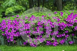 tracery wall of azalea