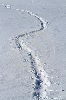 Traces of Adelie penguins who crawled on his belly in the snow w