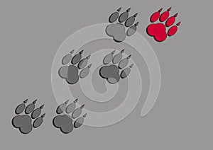 Traces of animal paws