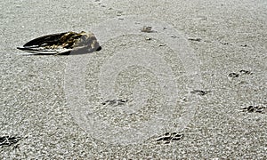 Traces of animals on the dried bottom of the Kuyalnik Estuary, covered with a layer of self-precipitating salt