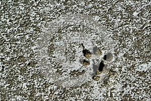 Traces of animals on the dried bottom of the Kuyalnik Estuary, covered with a layer of self-precipitating salt