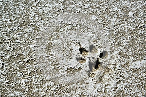 Traces of animals on the dried bottom of the Kuyalnik Estuary, covered with a layer of self-precipitating salt