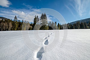 Traces of animals on the snow and a beautiful sun star