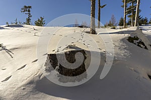 Stopy zvierat na snehu v horskom lese. Tatry. Slovensko