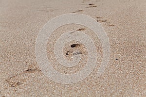 Traces of bare feet on wet sea sand