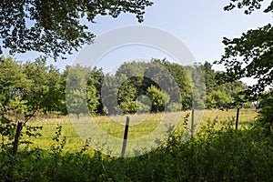 Traces of bark beetle larvae on dead treesummer landscape meadow and forest border