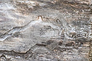 Traces of the bark beetle plague under the tree bark of dead wood shows pest of bugs and destructive insects as bark-beetle infest