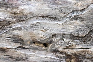 Traces of the bark beetle plague under the tree bark of dead wood shows pest of bugs and destructive insects as bark-beetle infest