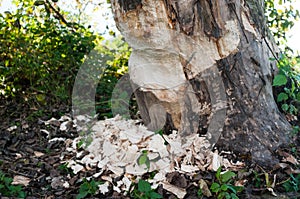 Traces of a beaver`s work