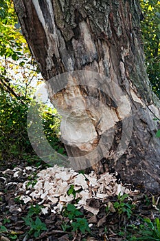 Traces of a beaver`s work