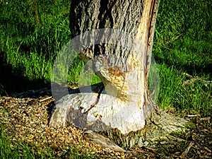 Traces of a beaver on a tree