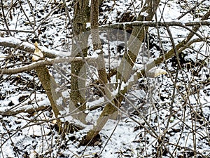 Traces of beaver work, gnawed tree branches