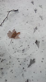 Traces of bird on the snow