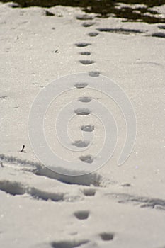 Traces of cat and dog on snow