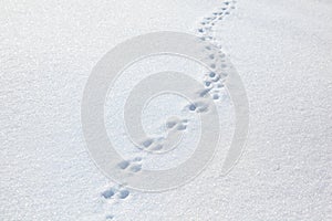 Pistas de gato sobre el la nieve 