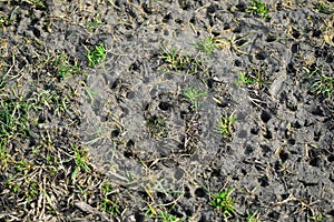 traces of crampons in the mud