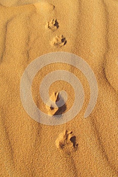 Traces of desert fox on sand