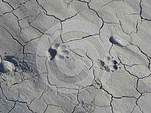 Traces of a dog on the dried ground. Here when the river flowed. Seasonally the river dries out