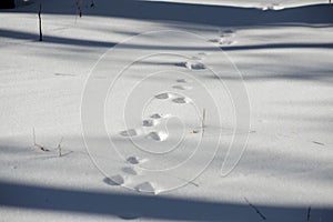 Traces of a hare in the forest on the snow