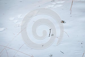 Traces of a hare and a fox chasing him on white snow in the forest. Traces of animals in snow. Hare, wolf, fox, dog, cat paws