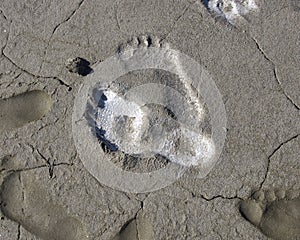 Traces of human feet in the salt marsh lakes Elton