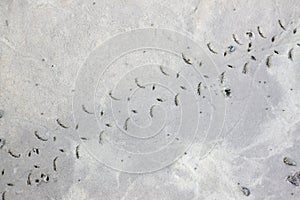 Traces of mudskipper on ground.