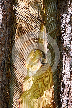 Traces and notches on the trunk of the tree after the collection of pine resin.