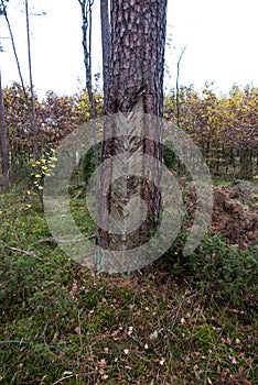 Traces of resinizing on the coniferous bark