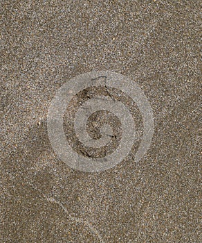 Traces of a seagull on the sand by the