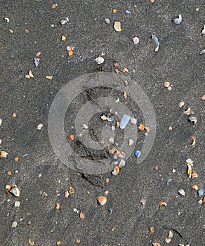 Traces of a seagull on the sand by the