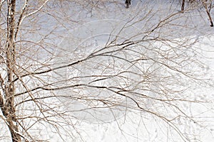 Traces, shadow, light, winter, tree. Background, wallpaper