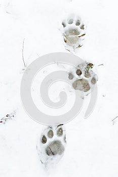Traces of the siberian tiger in the snow