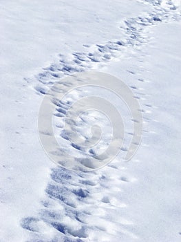 Traces in snow