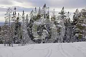 Traces in the snow, Idre in Sweden