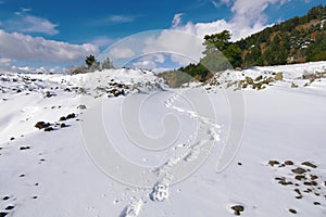 Traces Snowshoes Prints On The Fresh Snow