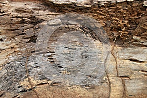 Traces of termites eat on old rotten wood