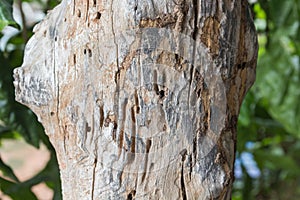 Traces of termites eat on old wood