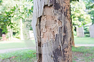 Traces of termites eat on old wood