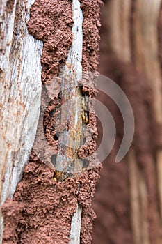 Traces of termites eat on old wood