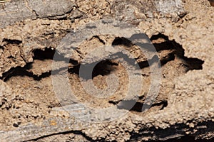 Traces of termites eat wood,animals that destroy wood