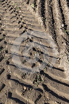 Traces of a tractor or other large machinery on the soil in the field