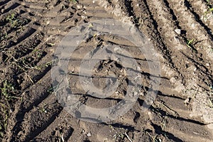 Traces of a tractor or other large machinery on the soil in the field